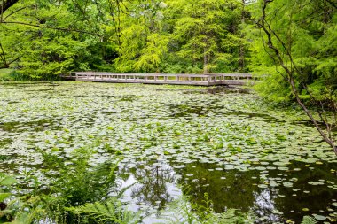 Zambak yastıkları üzerine ahşap yürüme yolu
