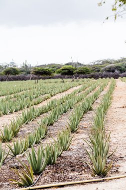 Çiftlikte Aloe bitkiler