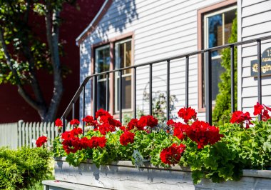 Eve çiçek kutusunda sardunyalar