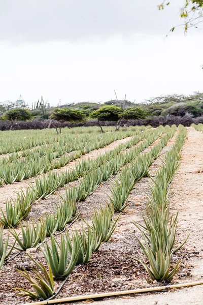 Çiftlikte Aloe bitkiler
