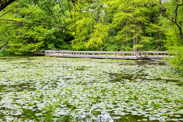 Jezero v Lily podložky — Stock fotografie