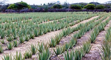 Aloe Vera bitki Aruba satırları