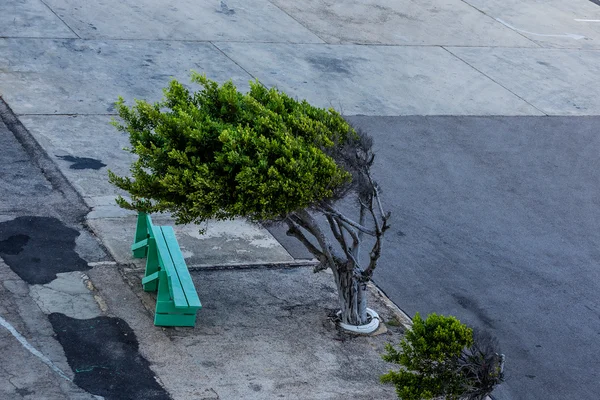 Bench by Divi Divi Tree — Stock Photo, Image