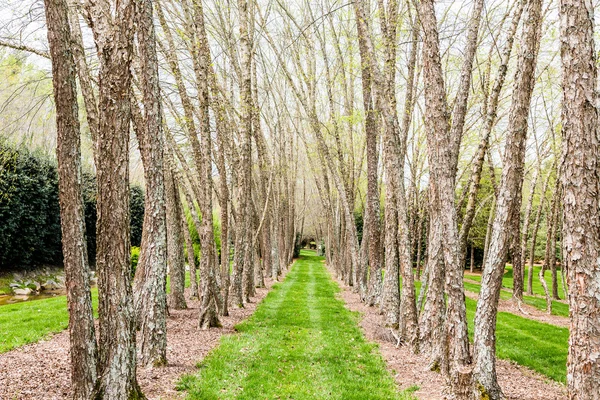 Birch Trees in a Row — Stock Photo, Image