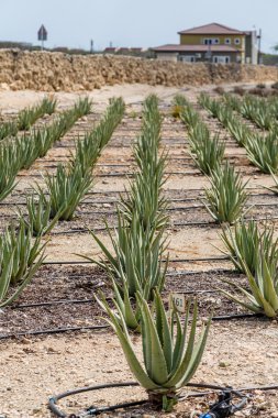 Aloe Vera bitki sulama hortumları ile