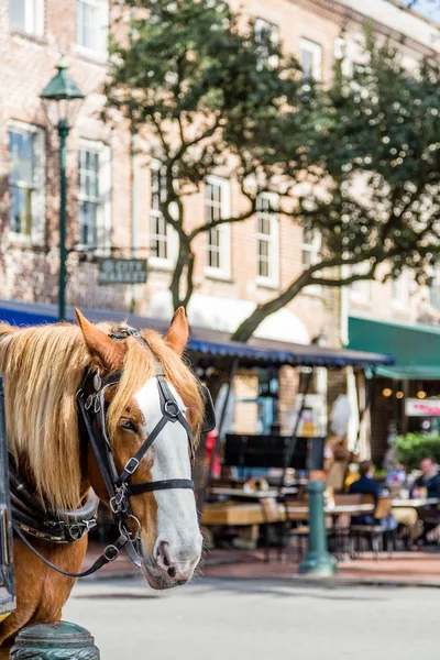 Cavallo nel mercato della città — Foto Stock