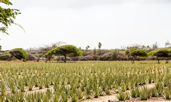 Une plantation d'aloès — Photo