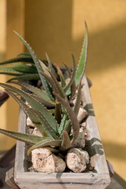 Aloe in taş Planter