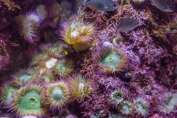 Purple Sea Anemones — Stock Photo, Image