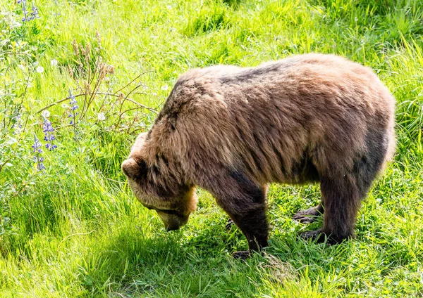 Niedźwiedź brunatny jedzenia trawy — Zdjęcie stockowe