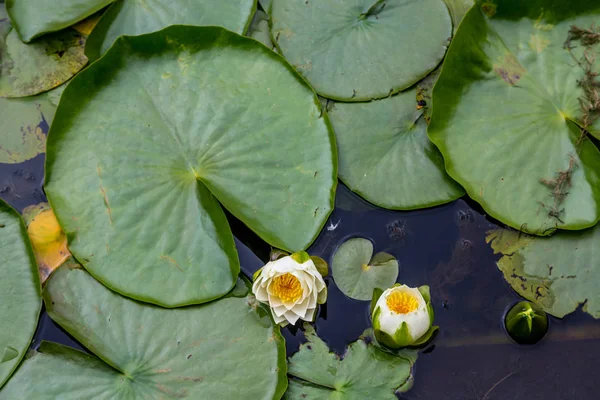 Lilys e grande almofada de lírio — Fotografia de Stock