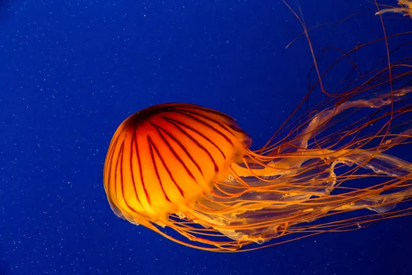 Brilliant Orange Jellyfish in Blue Water — Stock Photo, Image
