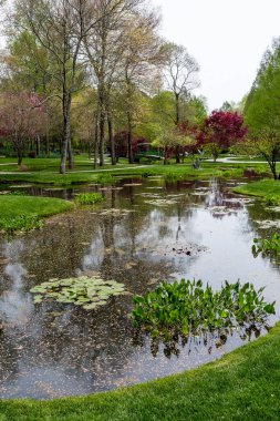 Bahçe gölde bir zambak