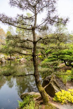 çam ağacı bahçede