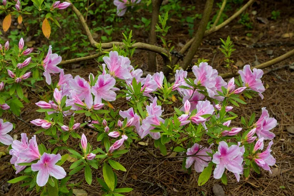 Pink Azalea Blooms — Stock Photo, Image