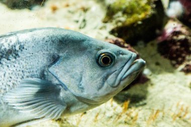 Gümüş balık büyük göz
