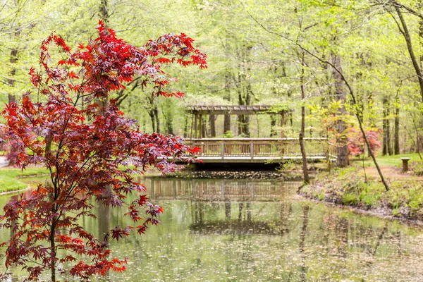 Bridge Beyond Japanese Maple — Stock Photo, Image