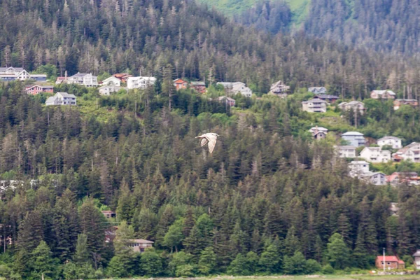 Måsen i Alaska — Stockfoto