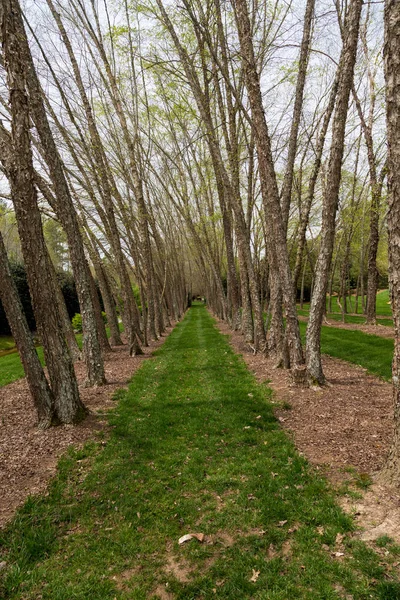 Árboles de abedul de río en línea —  Fotos de Stock