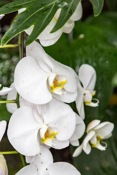 White Orchids on Green — Stock Photo, Image