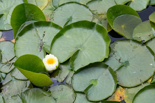 Single Blooming Lily — Stock Photo, Image