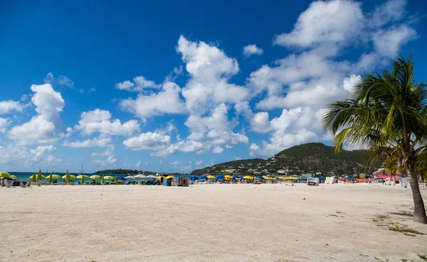 Palm Tree on St Maarten Beach — Stock Photo, Image