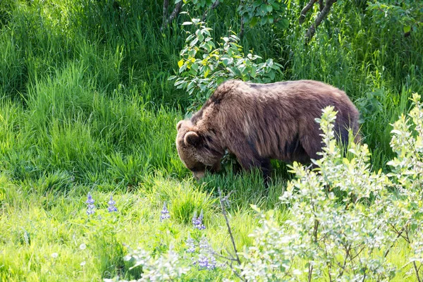 Grizzly wypas na trawie — Zdjęcie stockowe