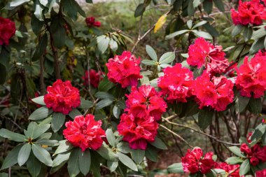Parlak kırmızı Rhododendrons
