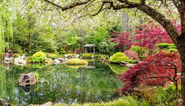 Japon Maples Shore gölet üzerinde