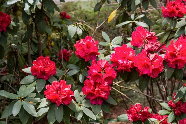 Parlak kırmızı Rhododendrons