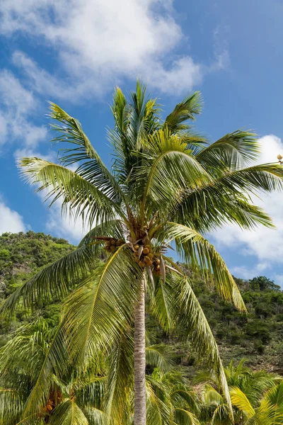 Кокосовая пальма в тропиках — стоковое фото
