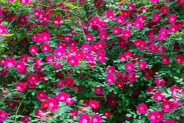 Molte rose rosa in giardino — Foto Stock