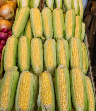 Bir çiftçi pazar içinde taze sarı mısır