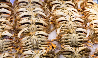 Buz üzerinde Yengeç satırları