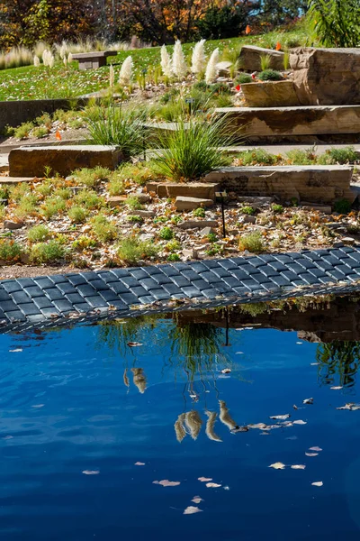 Hierba Pampa Reflejada en Azul — Foto de Stock