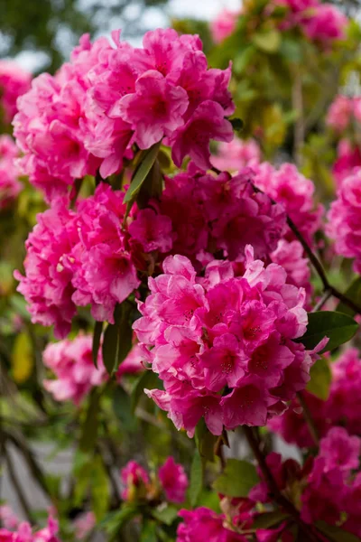 Stora rosa Rhododendron — Stockfoto