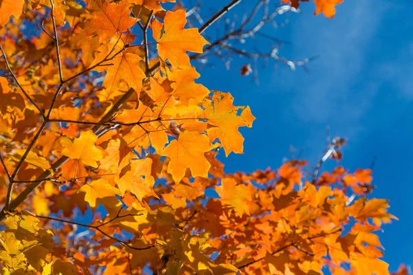 Gold Maple on Blue Sky — Stock Photo, Image