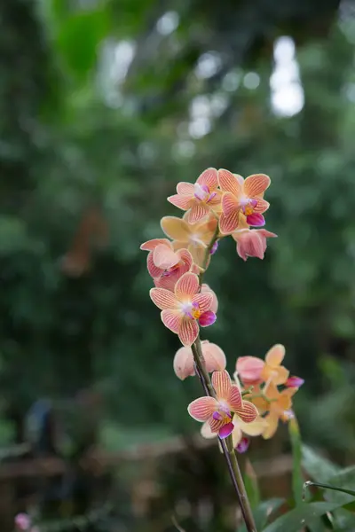 淡橙色兰花 — 图库照片