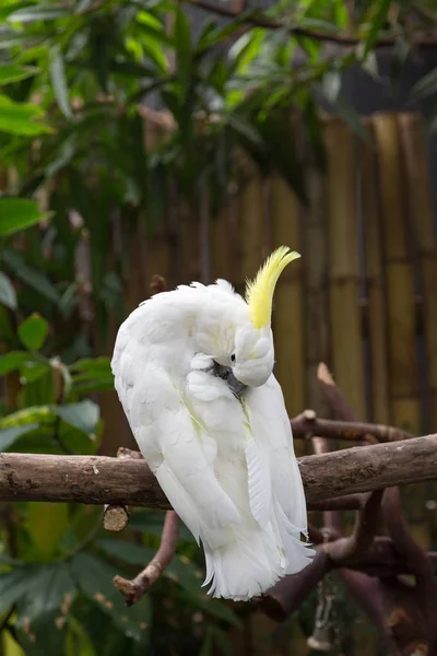 White Cockatoo Preening — Stock Photo, Image