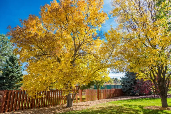 Árvores de Ouro por Red Fence — Fotografia de Stock