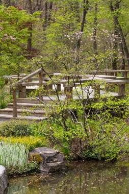 Orman içinde ahşap geçit tedavi