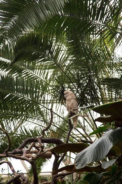 Cockatiel branco na floresta tropical — Fotografia de Stock