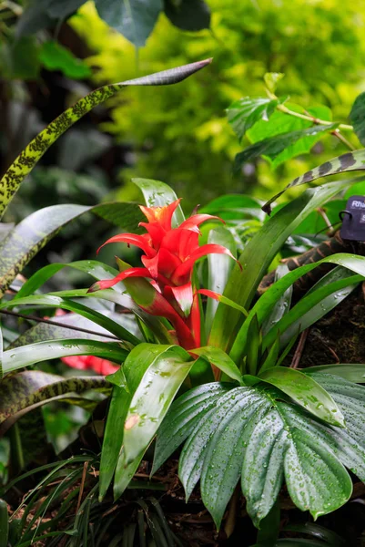 Orquídea roja después de la lluvia —  Fotos de Stock