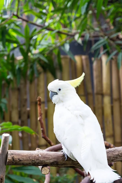 White Cockatoo Posing — Stock Photo, Image