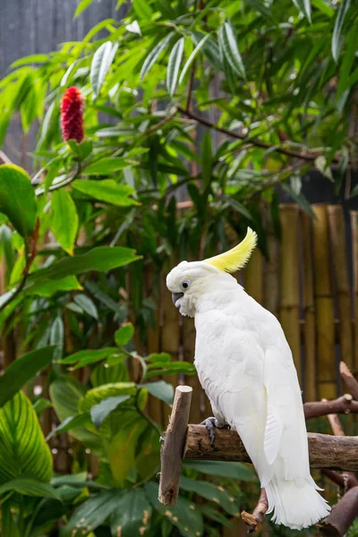 Giant White Cockatoo — Stock Photo, Image