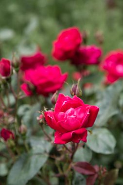 koyu kırmızı gül