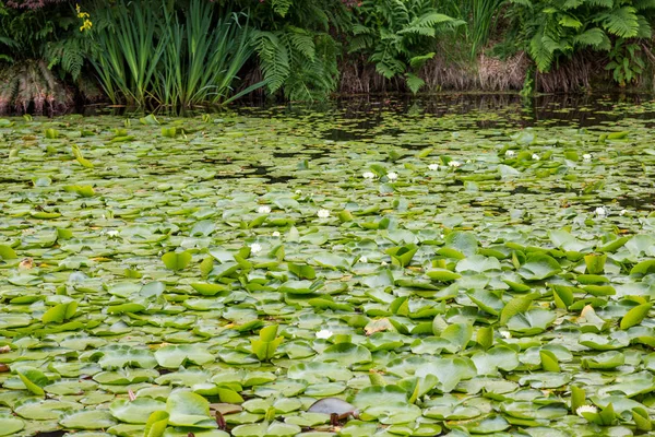 Superficie ricoperta di Lily Pads — Foto Stock