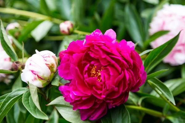 Two Pink Camelia — Stock Photo, Image