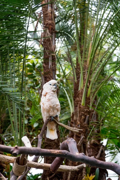 Weißer Kakadu auf Barsch — Stockfoto