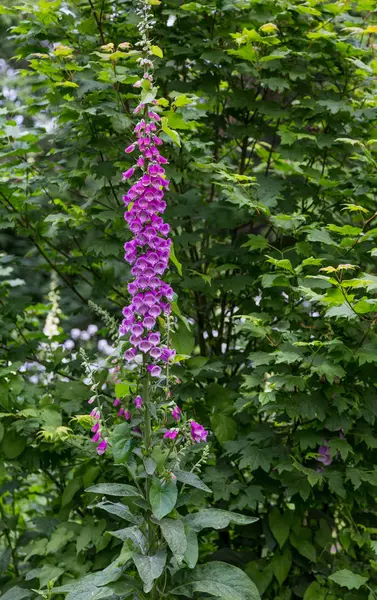 Purple Flowers on Vine — Stock Photo, Image